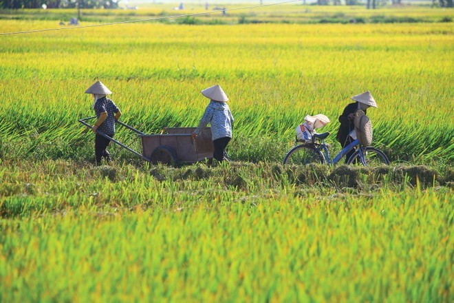bao-hiem-nong-nghiep-1788964822.jpg