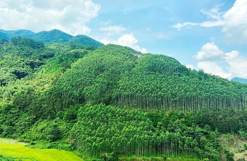 quy-hoach-lam-nghiep-1789616424.jpg