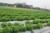Khảo sát vùng trồng Thổ Sâm Việt Nam, kết nối khoa học, công nghệ với sản xuất