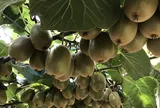 Kiwi châu Âu hướng tới cơ hội tăng trưởng mới tại thị trường châu Á