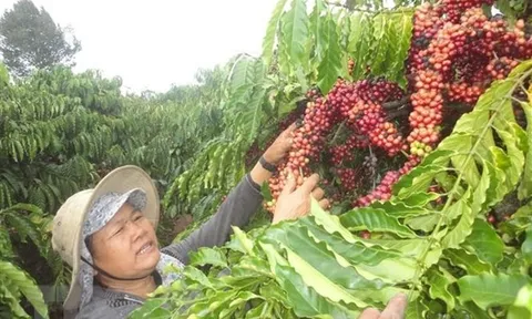 Doanh nghiệp càphê Việt và Đức tận dụng tối đa lợi ích từ EVFTA