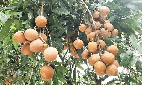 Hơn 10 tấn nhãn tươi đầu tiên đã được xuất khẩu sang thị trường Nhật Bản