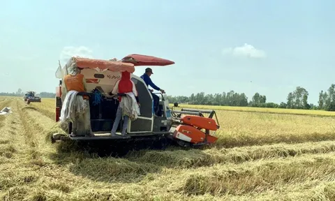 Cơ hội rộng mở cho xuất khẩu gạo