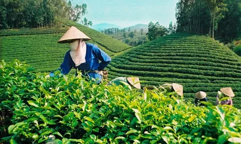 Năm 2022, xuất khẩu chè tăng trưởng 2 con số
