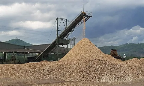 Năm 2022, xuất khẩu dăm gỗ và viên nén gỗ thu về gần 3,5 tỷ USD
