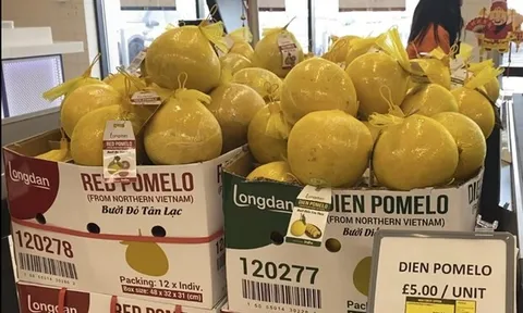 Lô bưởi Diễn Yên Thủy xuất khẩu chính ngạch đầu tiên đến Anh