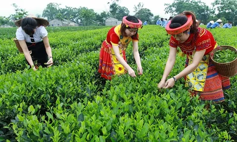 Hoa Kỳ tăng nhập khẩu chè từ thị trường Việt Nam