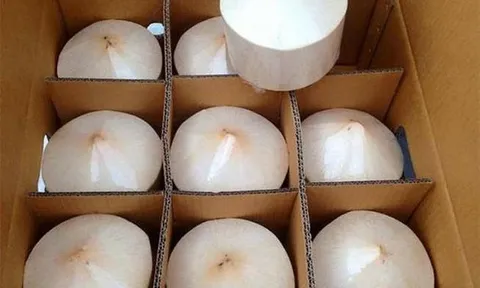 Đứng thứ 4 về tổng giá trị trên thị trường dừa thế giới, xuất khẩu dừa hướng mốc 1 tỷ USD