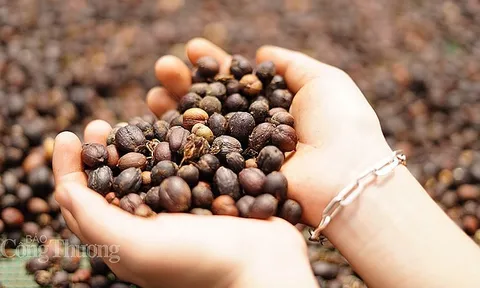 Việt Nam là nguồn cung cà phê lớn nhất cho Tây Ban Nha