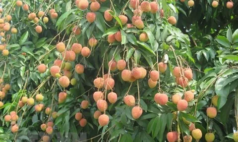 Hải Dương: Dự báo một mùa bội thu vải thiều ở huyện Thanh Hà