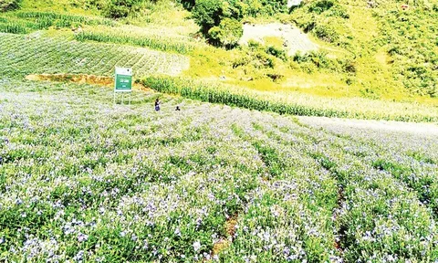 Triển khai hỗ trợ việc làm bền vững trong chương trình giảm nghèo còn chậm