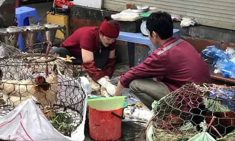 Kiểm soát chặt chẽ cơ sở giết mổ gia súc, gia cầm tự phát