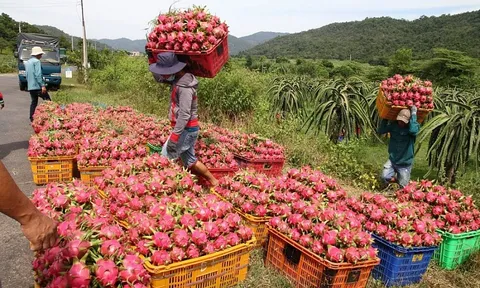 5 tháng năm 2023, xuất khẩu rau quả đạt trên 1,8 tỷ USD