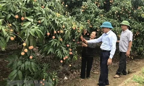 Hải Dương: Vải Thanh Hà thu hoạch sớm mất mùa nhưng được giá