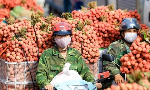 Xuất khẩu vải thiều sang thị trường Nhật Bản, doanh nghiệp cần lưu ý gì?