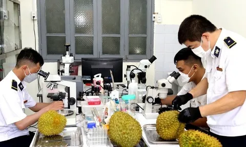 Gần 60 nghìn tấn sầu riêng được xuất khẩu qua Cửa khẩu quốc tế Hữu Nghị