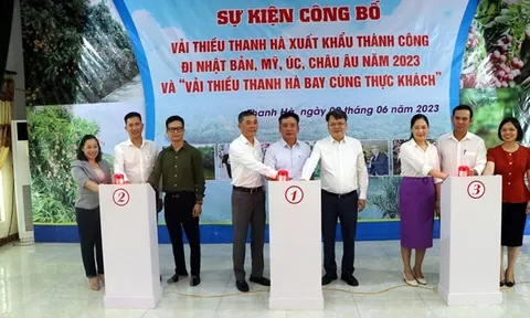 Hải Dương: Sản lượng vải xuất khẩu năm 2023 dự kiến chiếm trên 50%