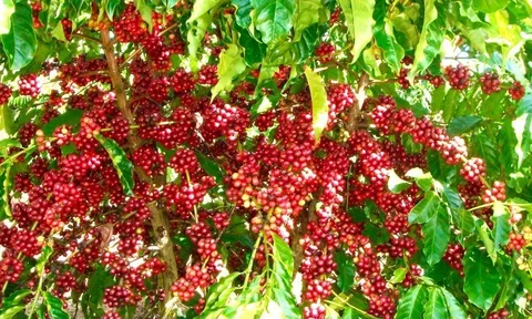 Giải pháp để cà-phê Việt rộng đường vào thị trường châu Âu