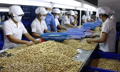 Ngành điều Việt Nam trước thách thức giữ vững ngôi vị số 1 thế giới