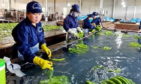 Kim ngạch xuất khẩu rau quả cả năm có thể đạt 5 tỷ USD vào cuối năm