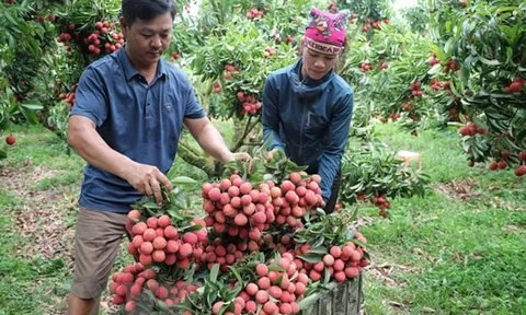 Vải thiều Bắc Giang đạt mức doanh thu cao nhất từ trước tới nay
