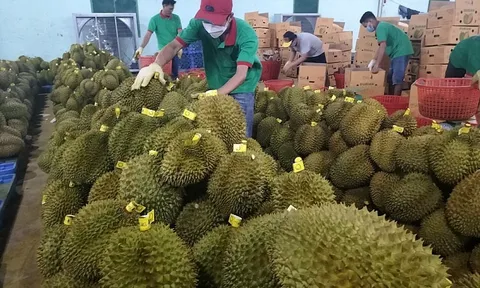 Mới được cấp phép xuất khẩu chính ngạch sang Trung Quốc, mặt hàng này đã mang về gần 1 tỷ USD