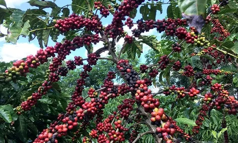 Tháo gỡ khó khăn cho doanh nghiệp xuất khẩu cà-phê Việt