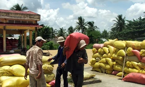 Bất ổn thị trường lúa gạo thế giới liệu có ảnh hưởng đến Việt Nam?