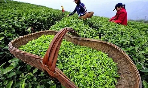 Xuất khẩu chè nửa đầu năm 2023: Thị trường nào ghi nhận tăng trưởng dương?
