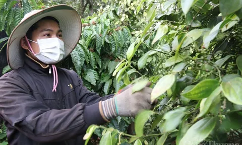 Nhiều dư địa xuất khẩu hồ tiêu sang EU