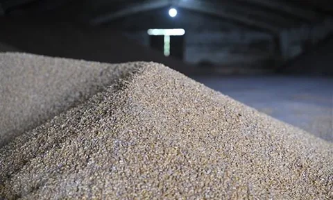Giá gạo Thái Lan, Việt Nam tăng mạnh sau lệnh cấm xuất khẩu của Ấn Độ