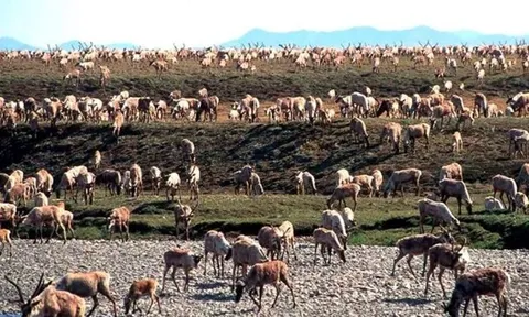 Mỹ áp lệnh cấm khai thác mới dầu khí tại nhiều khu vực ở Alaska