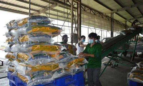 Xuất khẩu gạo của Việt Nam thiết lập kỷ lục mới về giá trị