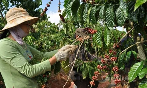 9 tháng, giá trị xuất khẩu cà phê tăng nhẹ so với cùng kỳ