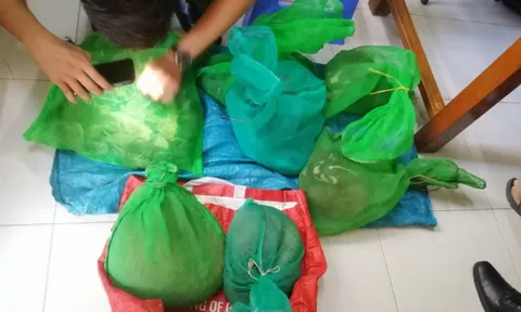 Phú Yên khởi tố bị can vi phạm quy định về bảo vệ động vật nguy cấp, quý, hiếm