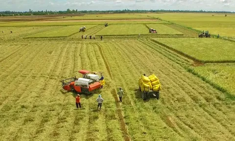Giá gạo xuất khẩu của Việt Nam vẫn đang có mức cao nhất thế giới