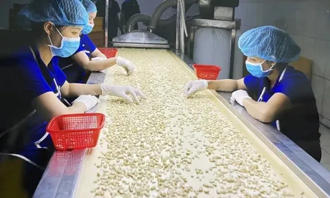 Ngành điều Việt Nam kỳ vọng chuyển động tích cực trong năm 2024