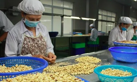 Năm 2023, xuất khẩu điều chính thức thu về 3,64 tỷ USD