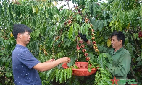 Giá cà phê tại Tây Nguyên xác lập kỷ lục mới