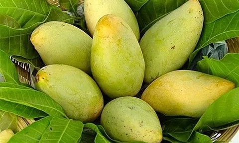Xuất khẩu nông sản sang Hàn Quốc cần lưu ý quy định mới