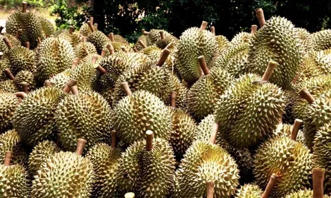 Ngành hàng sầu riêng tiếp tục khẳng định vị thế trong nhóm hàng xuất khẩu tỷ USD