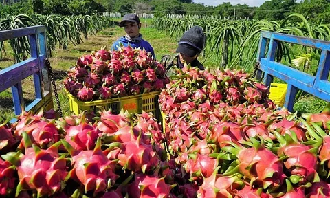 Tháng 1/2024, xuất khẩu hàng hóa của Việt Nam sang Trung Quốc tăng 17,28%
