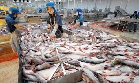 Đón sóng tăng trưởng, xuất khẩu cá tra sang Trung Quốc, Mỹ, EU, tăng mạnh