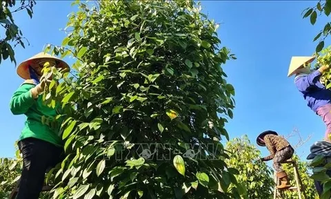 Xuất khẩu hồ tiêu: Giảm khối lượng nhưng tăng mạnh về giá trị