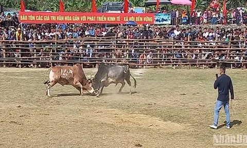 Sôi động Lễ hội chọi bò ở huyện Bảo Lâm, tỉnh Cao Bằng