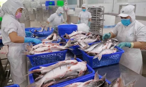 Tín hiệu lạc quan về kim ngạch xuất khẩu thuỷ sản của Việt Nam