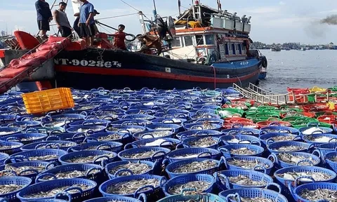 Ban Bí thư chỉ thị sớm gỡ cảnh báo "Thẻ vàng" IUU cho ngành thủy sản