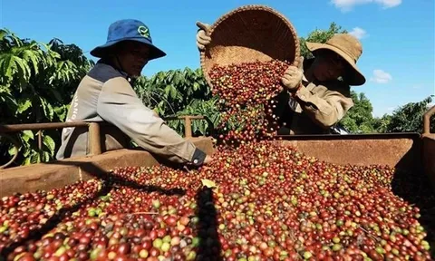 4 tháng đầu năm xuất khẩu cà phê đạt gần 670.000 tấn, thu về 2,23 tỷ USD