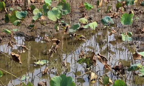 Đồng Tháp xuất khẩu lô củ sen đầu tiên sang Nhật Bản