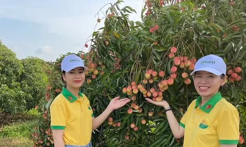Xúc tiến tiêu thụ vải thiều Thanh Hà và nông sản Hải Dương